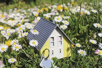 Symbolic image: Model house in a lush meadow with daisies