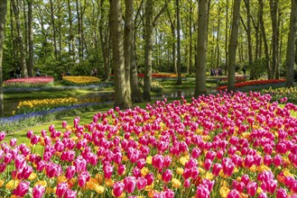 The Keukenhof, gardens, amusement park, spring park, spring flower show, near Lisse, South Holland,