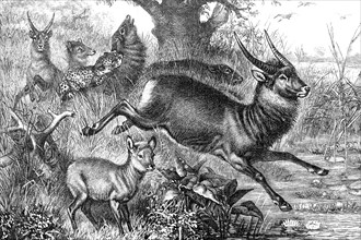 Waterbucks in the veldt of South Africa, attack of a leopard, illustration from 1890, historical,