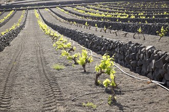 Rows of grapevines with black volcano soils and stone wall, Lanzarote, La Geria, Canary Islands,