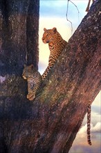 Leopard, with young, 6 months, old, Panthera pardus, Botswana, Botswana, Botswana, Africa