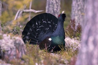 Capercaillie, Tetrao urugallus, Bavaria, Federal Republic of Germany