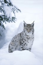 Lynx in winter, (Lynx Lynx), Bavarian Forest NP, Bavaria, Federal Republic of Germany