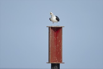 Lesser black backed gull (Larus fuscus) adult bird calling on a metal post, Norfolk, England,