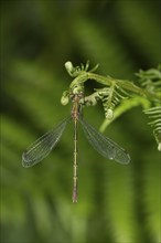 Emerald damselfly (Lestes sponsa) adult female insect resting on a Bracken leaf, Suffolk, England,