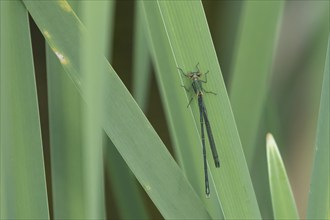 Emerald damselfly (Lestes sponsa) adult female insect resting on a reed leaf, Suffolk, England,