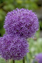 Ornamental leek (Allium sp.), inflorescence, raindrops, Palatinate, Rhineland-Palatinate, Germany,