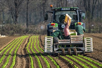 Agriculture, herb gardening, parsley is planted in rows in a field with a planting machine