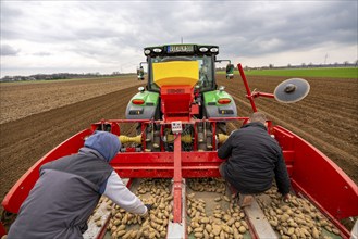 Early potatoes are placed in the soil of the field with a planting machine, Agriculture, Spring