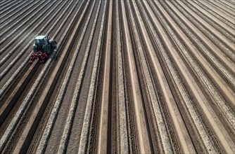 A farmer builds asparagus ridges on a field with the help of an asparagus tiller, in which the