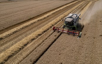 Agriculture, grain harvest, wheat, combine harvester harvesting in a wheat field, near