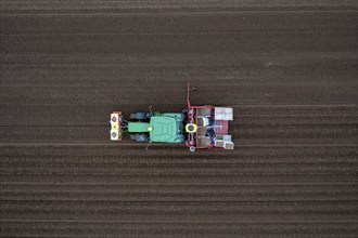 Early potatoes are placed in the soil of the field with a planting machine, Agriculture, Spring