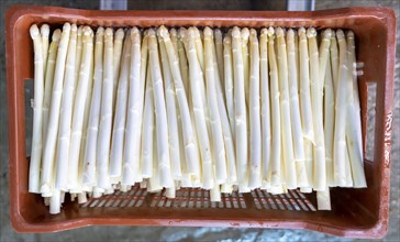 Asparagus farm, white asparagus is washed, cut and sorted by quality after harvesting, near