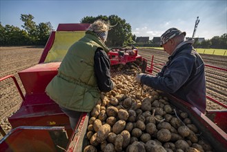 Potato harvesting, so-called split harvesting method, first the tubers are taken out of the ground