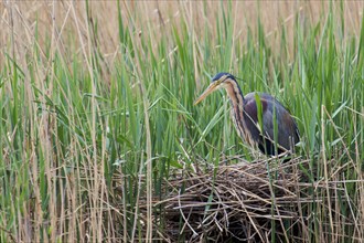 Purple heron (Ardea purpurea) at the nest, Baden-Württemberg, Germany, Europe