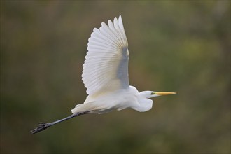 Great egret (Ardea alba) in flight, Lower Saxony, Germany, Europe