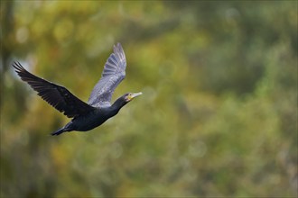 Great cormorant (Phalacrocorax carbo) in flight, Lower Saxony, Germany, Europe