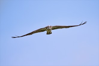 Western osprey (Pandion haliaetus) in flight, Lower Saxony, Germany, Europe