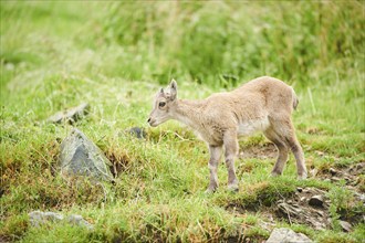 Alpine ibex (Capra ibex) youngster standing on a meadow, wildlife Park Aurach near Kitzbuehl,