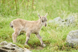 Alpine ibex (Capra ibex) youngster walking on a meadow, wildlife Park Aurach near Kitzbuehl,