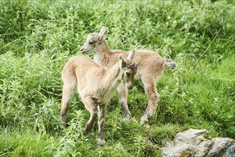 Alpine ibex (Capra ibex) feyoungsters standing on a meadow, wildlife Park Aurach near Kitzbuehl,