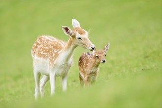 European fallow deer (Dama dama) mother with her fawn standing on a meadow, tirol, Kitzbühel,