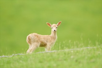 European fallow deer (Dama dama) fawn standing on a meadow, tirol, Kitzbühel, Wildpark Aurach,