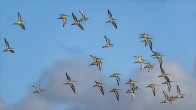 Black-tailed Godwit, Limosa limosa, birds in flight on blue sky