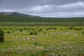 African sacred ibis (Threskiornis aethiopicus), Sacred Ibis in a meadow, spring blossom, wildflower