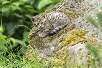 A kitten lying on a moss-covered stone surrounded by lush green foliage, wildcat (Felis