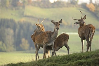 Red deer (Cervus elaphus) female suckling calf, two one-year-old pintails, Allgäu, Bavaria,