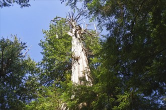 Tall tree in coastal rainforest, Ucluelet, Vancouver Island, Canada, North America