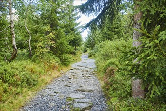 Hiking trail to Mount Lusen in late summer, Bavarian Forest, Bavaria, Germany, Europe