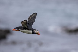 Puffin (Fratercula arctica), in flight, Grimsey Island, Iceland, Europe