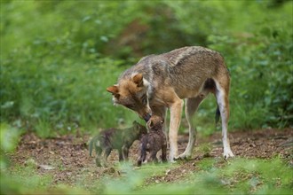 Gray wolf (Canis lupus), with two pups in the forest, summer, Germany, Europe