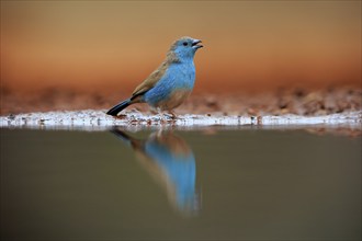 Blue waxbill (Uraeginthus angolensis), Angola butterfly finch, adult, at the water, Kruger National