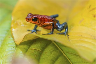 Strawberry poison-dart frog (Oophaga pumilio) sitting on a yellow leaf, Heredia province, Costa