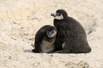 African penguin (Spheniscus demersus), two juveniles, Boulders Beach, Simonstown, Western Cape,