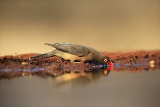 Red-billed oxpecker (Buphagus erythrorhynchus), adult, at the water, drinking, alert, Kruger