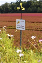 Flowering strips on an open-air area of a horticultural farm, autumn plants, heather plants, the