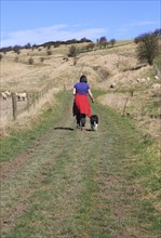 Woman walking dog on lead past sheep, Cherhill Downs, Wiltshire, England, UK