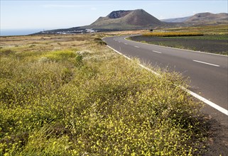 Road leading to cone of Mount Corona volcano and Ye village, Haria, Lanzarote, Canary Islands,