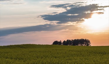 Sunset on a rape field in countryside with purple sky and group of trees on horizon