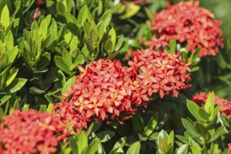 Tropical shrub with red flowers and evergreen leaves