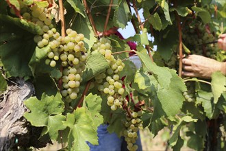 Grape grape harvest: Hand-picking of Chardonnay grapes in Meckenheim, Palatinate