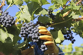 Grape grape harvest: Hand-picking Pinot Noir grapes in a vineyard in the Palatinate