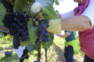 Grape grape harvest: Hand-picking Pinot Noir grapes in the Palatinate (Norbert Groß Winery,