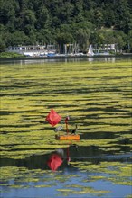 Buoy on the regatta course on Lake Baldeney, cormorant and heron hang out, the area is colonised by