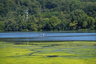 Green carpet of plants on Lake Baldeney in Essen, proliferating aquatic plant Elodea, waterweed, an