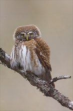 Pygmy owl (Glaucidium passerinum), Luce, Mountain area, Luce, Styria, Slovenia, Europe